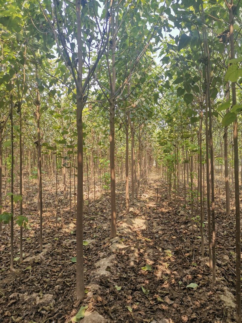 楸树金丝機大量出售河南楸树一手货源欢迎咨询