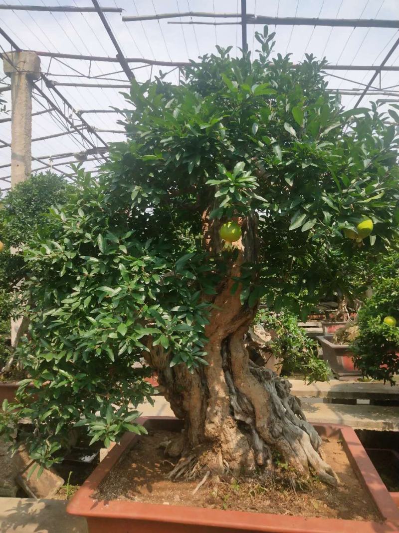 精品石榴树景观树，树形美观，价格优惠，欢迎选购