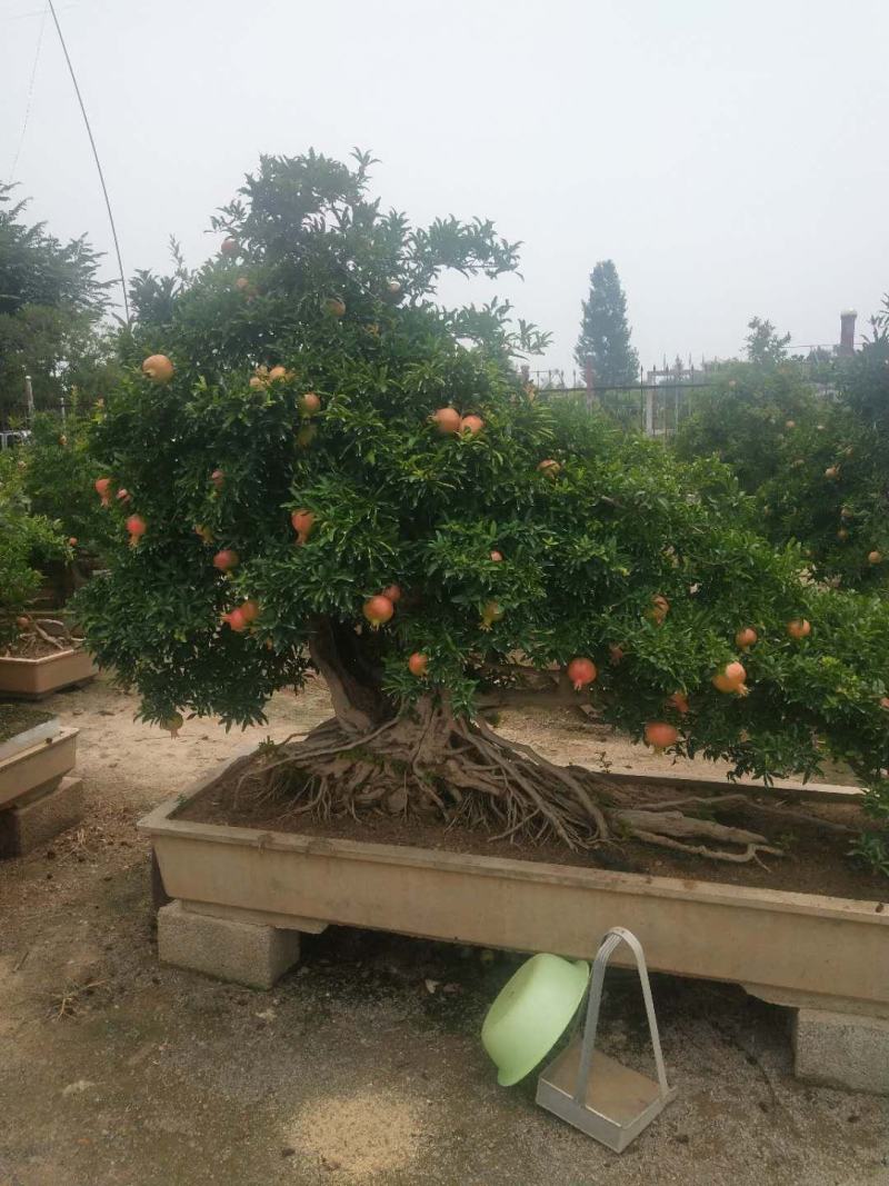 精品石榴树景观树，树形美观，价格优惠，欢迎选购