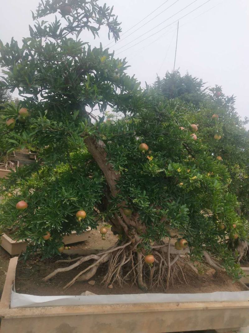 精品石榴树景观树，树形美观，价格优惠，欢迎选购