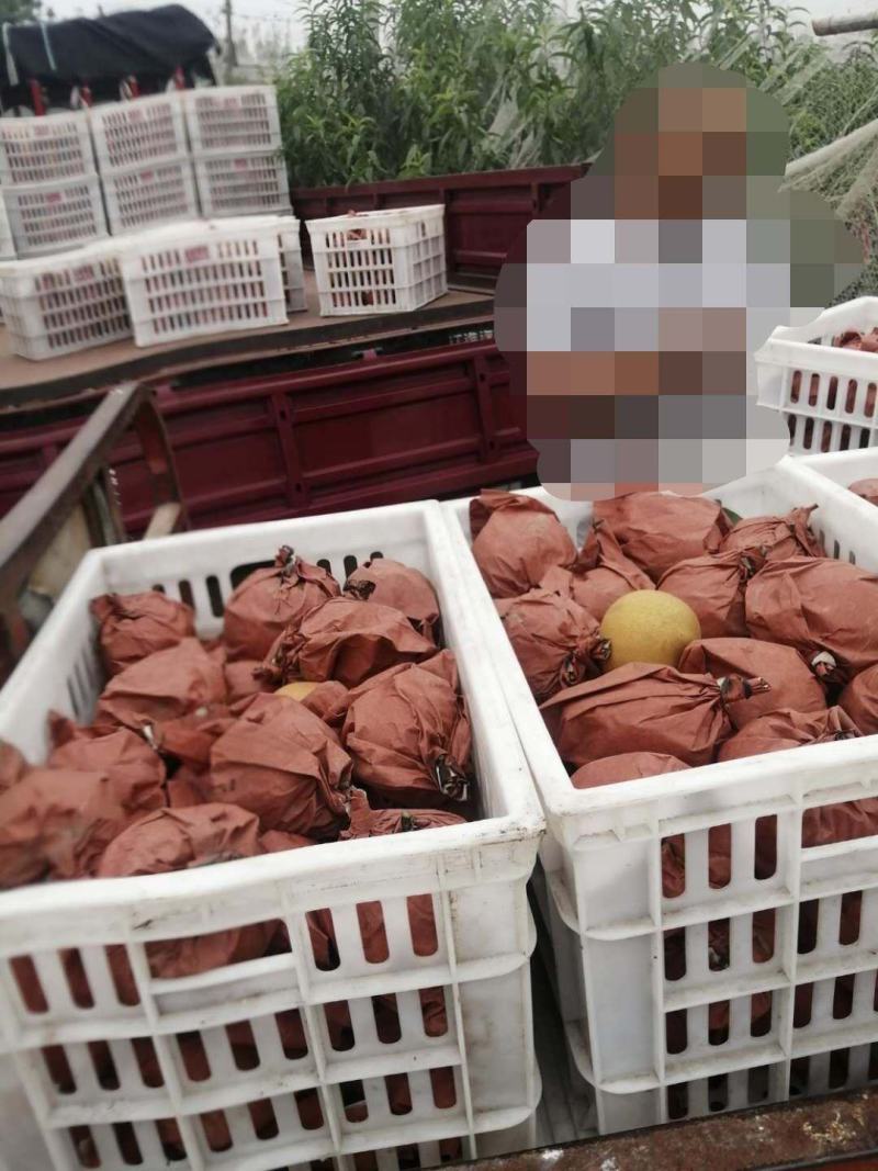 晚秋黄梨天然无公害！果品非常优质！