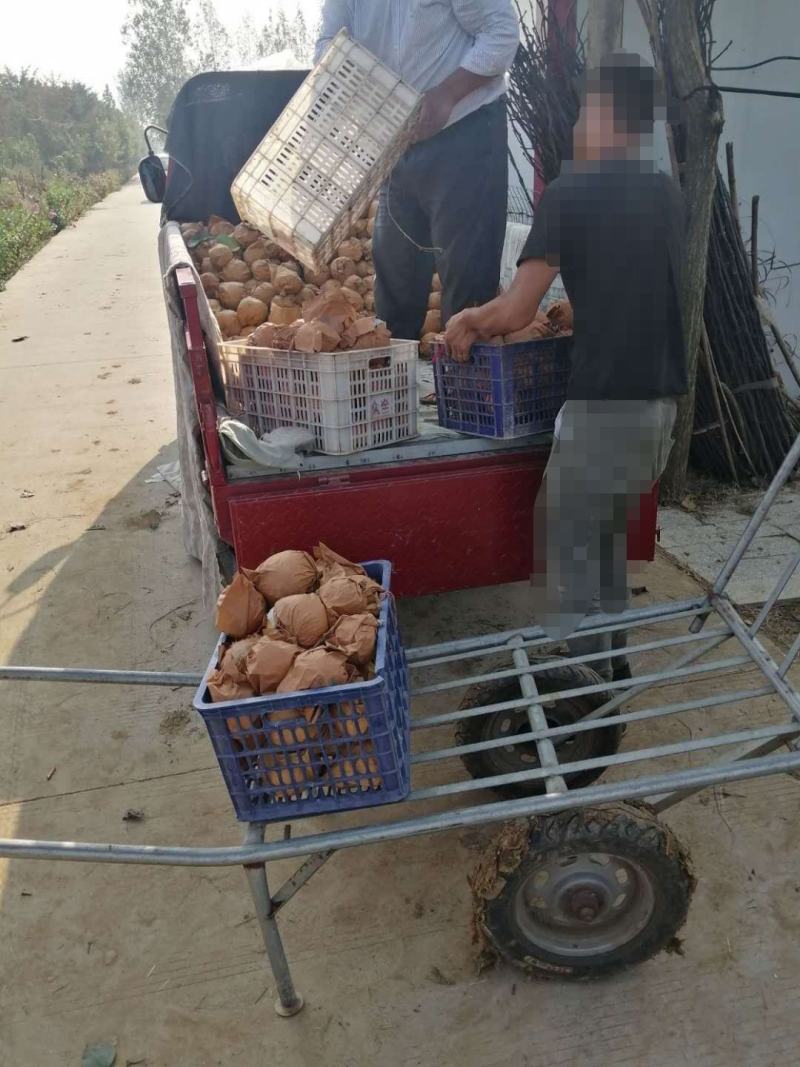 晚秋黄梨天然无公害！果品非常优质！