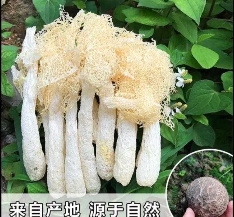 小包装袋竹荪，精品竹荪