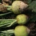 大量芥菜上市散装装袋无烂心