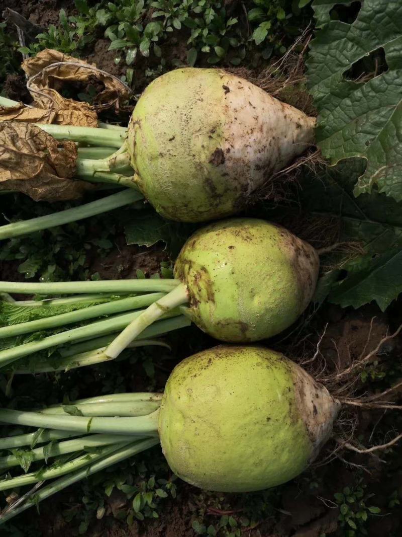 大量芥菜上市散装装袋无烂心