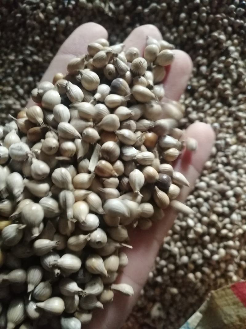 大量供应优质薏仁米，欢迎来电