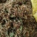 大量供应金银花统货，色香味俱全价格便宜，