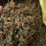 大量供应金银花统货，色香味俱全价格便宜，