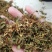 大量供应金银花统货，色香味俱全价格便宜，