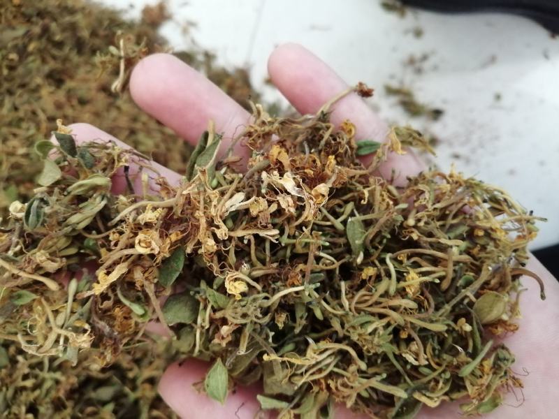 大量供应金银花统货，色香味俱全价格便宜，