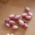 花生，华育25，花十，9414，花十六！