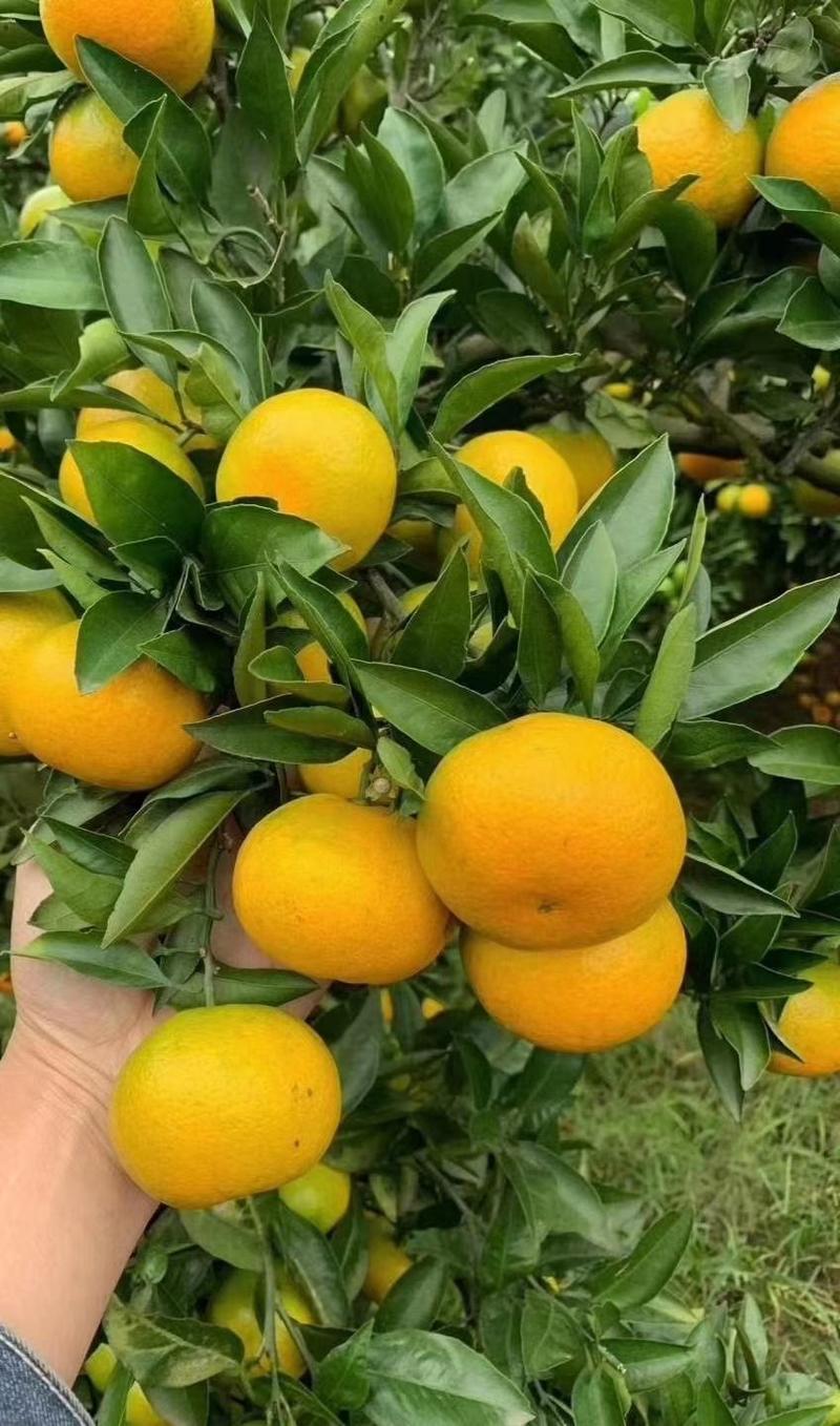 早熟蜜橘高山叶橘大量上市无核细皮扁形果产地一手货源批发