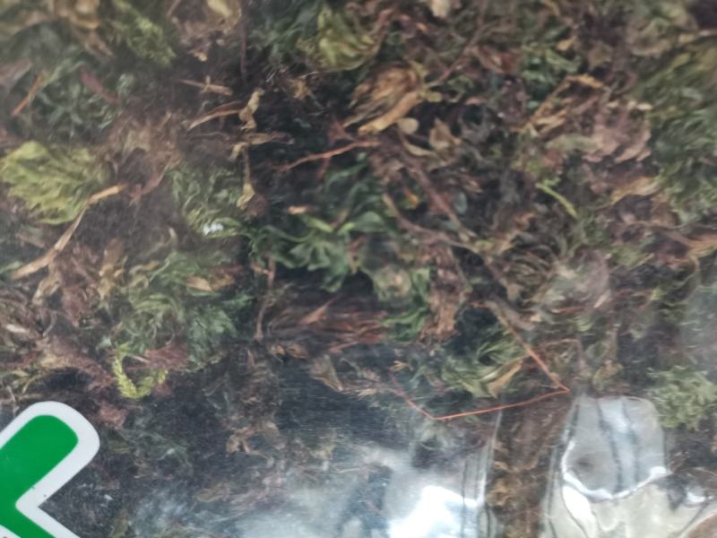 中药材回心草云南无硫野生干货自然晒干中药材大全包邮
