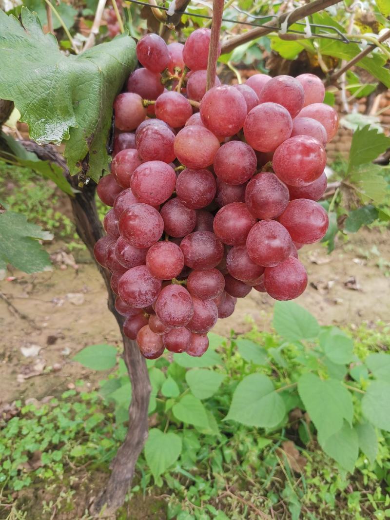 红提，果农急着想卖，货是好货因地方偏僻，找需要的客户