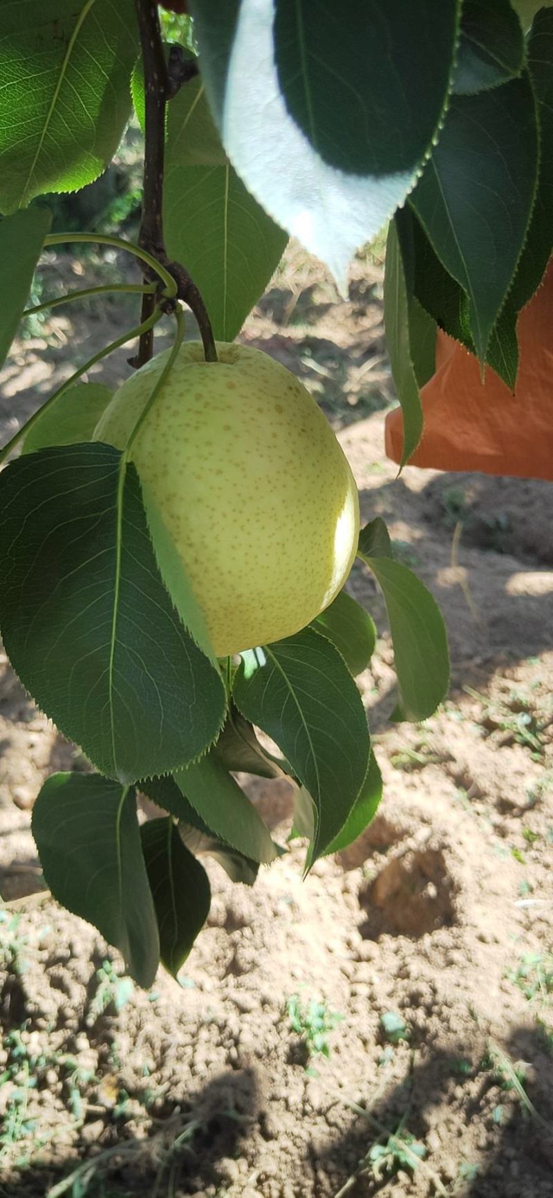 高原好酥梨，糖度高，个大