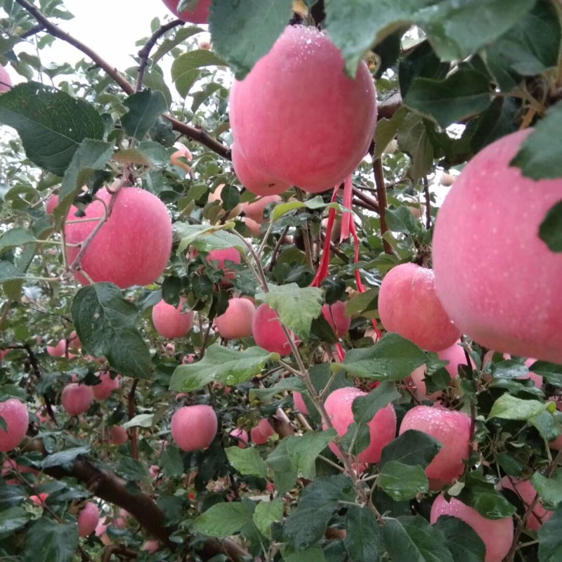甘肃天水冰糖心富士支持代办一件代发