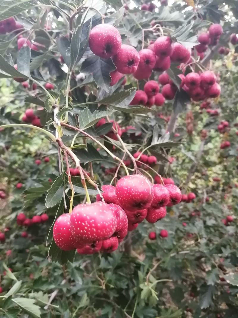 山东费县山楂柿子大量上市