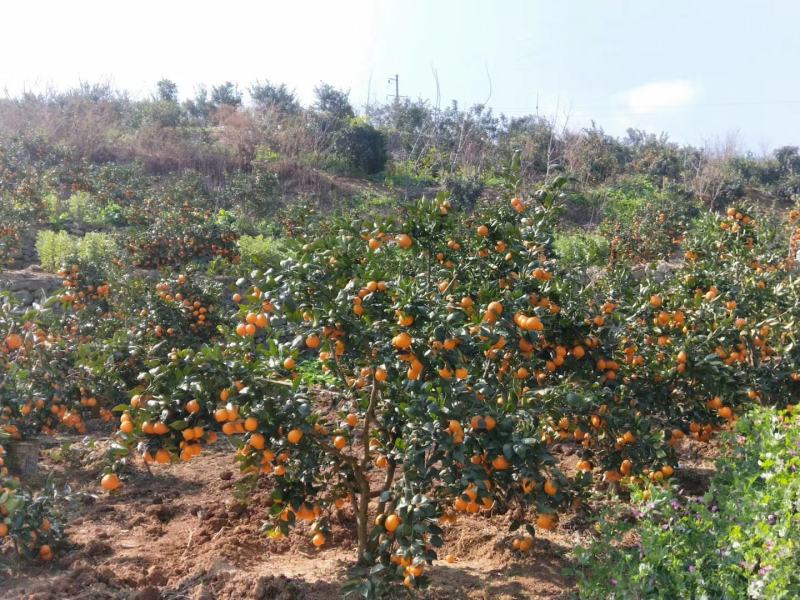 爱媛果冻橙可对接各大电商超市可视频看货支持一件代发
