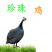 珍珠鸡脱温珍珠鸡苗商品珍珠鸡成年珍珠鸡种鸡全国发货