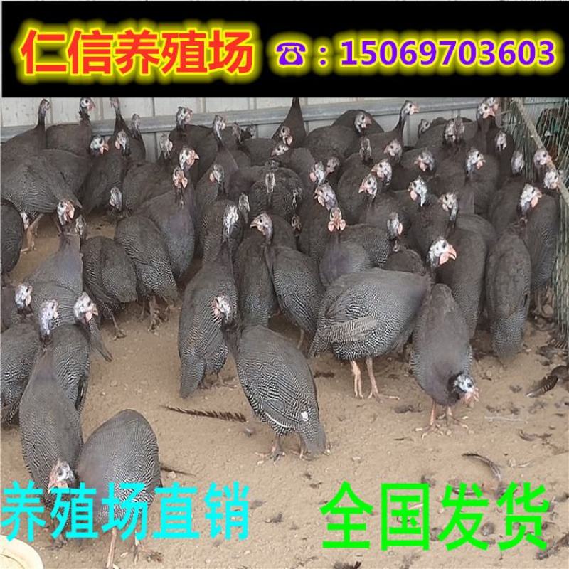 珍珠鸡脱温珍珠鸡苗商品珍珠鸡成年珍珠鸡种鸡全国发货