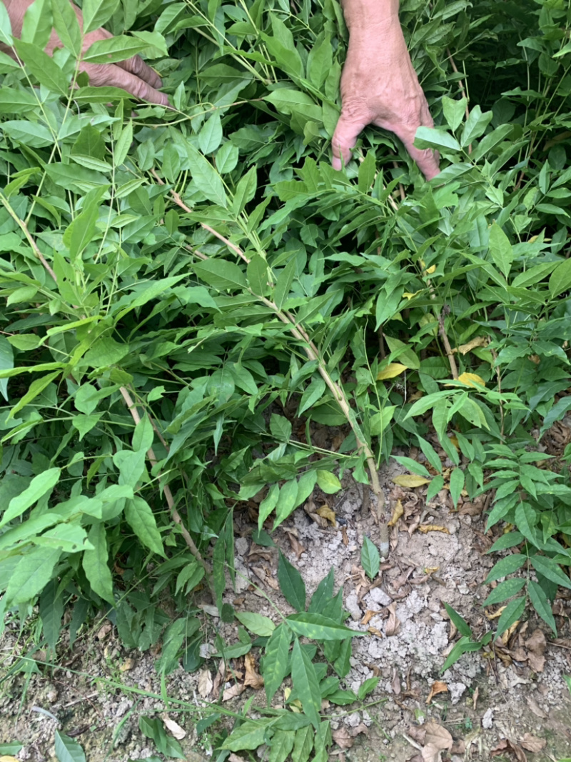 紫藤小苗紫藤小苗紫藤小苗紫藤小苗紫藤小苗紫藤小苗