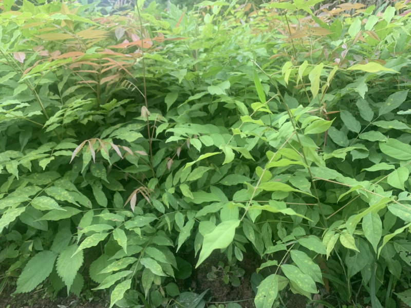 紫藤小苗紫藤小苗紫藤小苗紫藤小苗紫藤小苗紫藤小苗