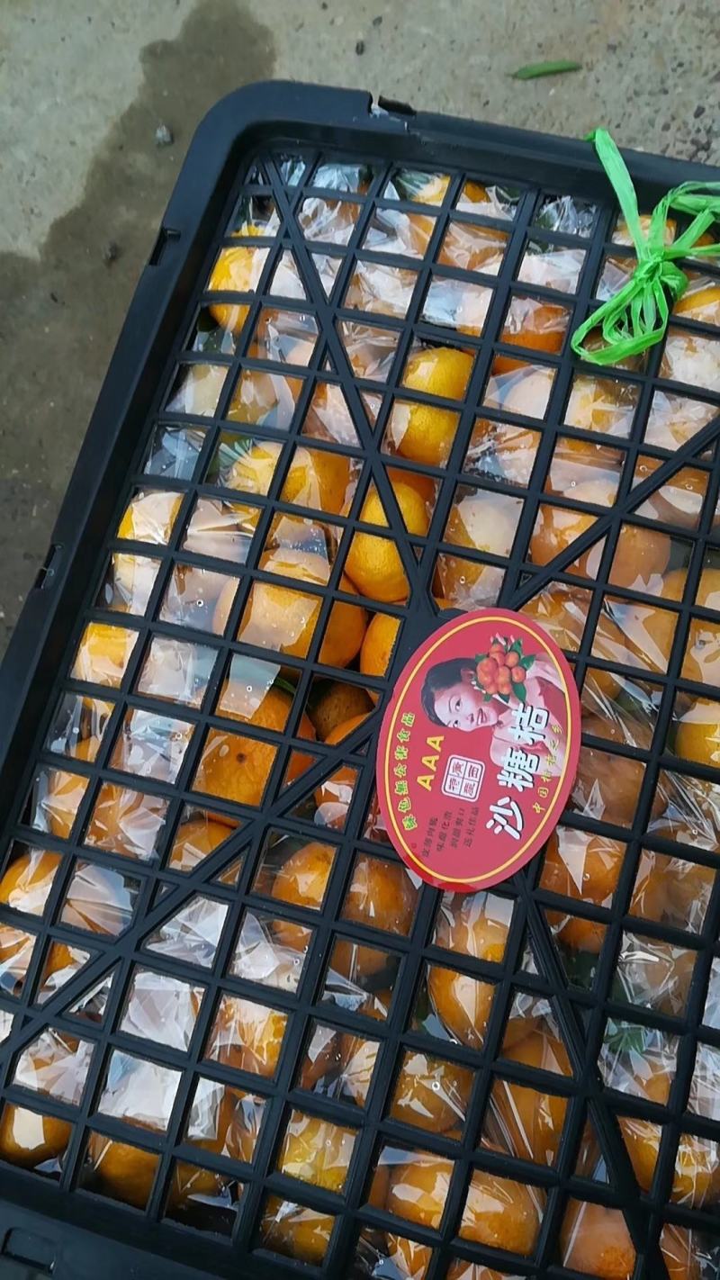 江西新余蜜桔即将大量上市，