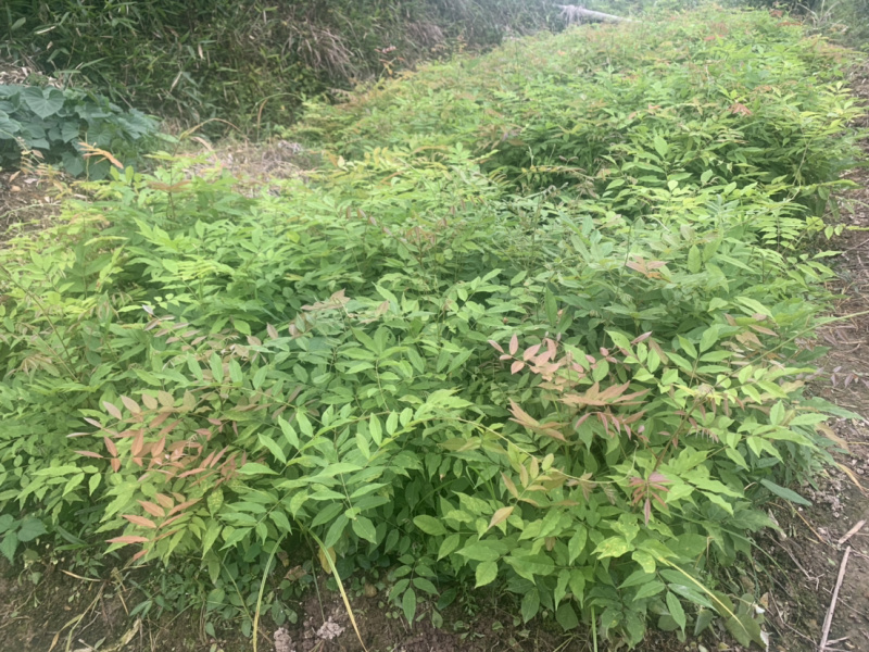 紫藤小苗紫藤小苗紫藤小苗紫藤小苗紫藤小苗紫藤小苗