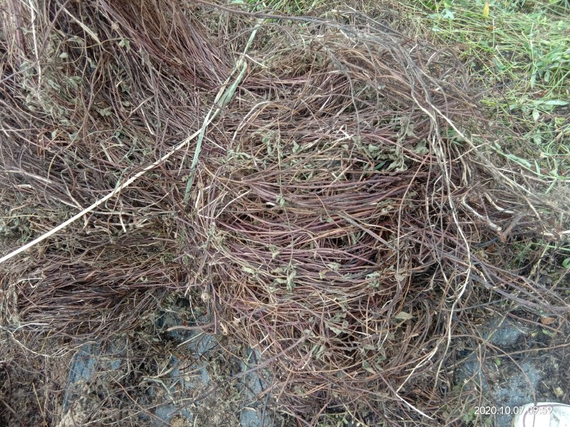 德庆县武垄镇云楼经济合作社凉粉草基地