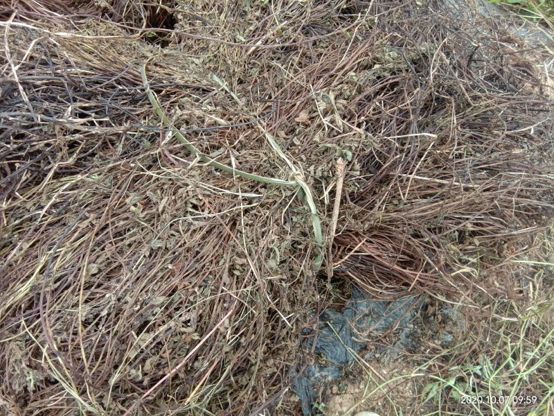 德庆县武垄镇云楼经济合作社凉粉草基地