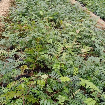 清香木营养杯苗，盆栽
