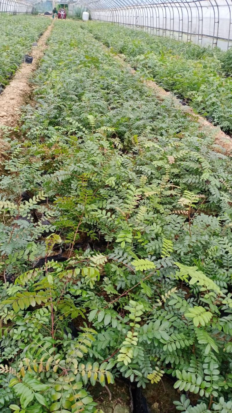 清香木营养杯苗，盆栽