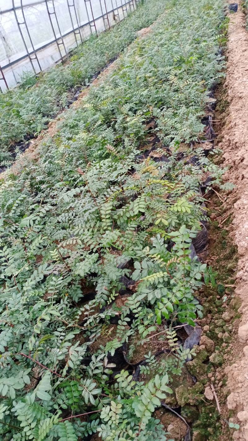 清香木营养杯苗，盆栽