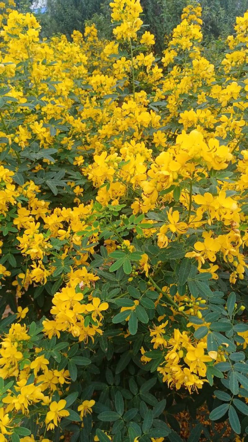 双荚决明苗，蝶花决明花苗
