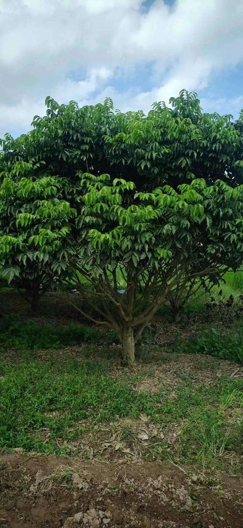 黄皮果树，绿化树冠幅三米，树冠球形，带土球包上车