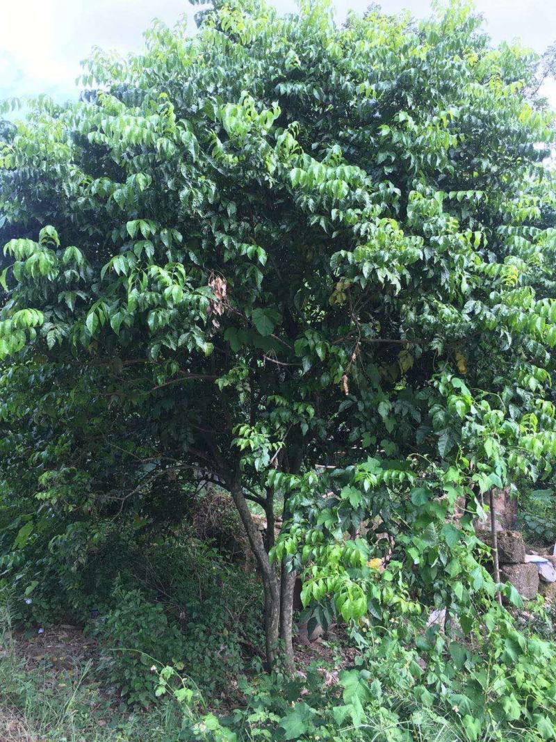 黄皮果树，绿化树冠幅三米，树冠球形，带土球包上车