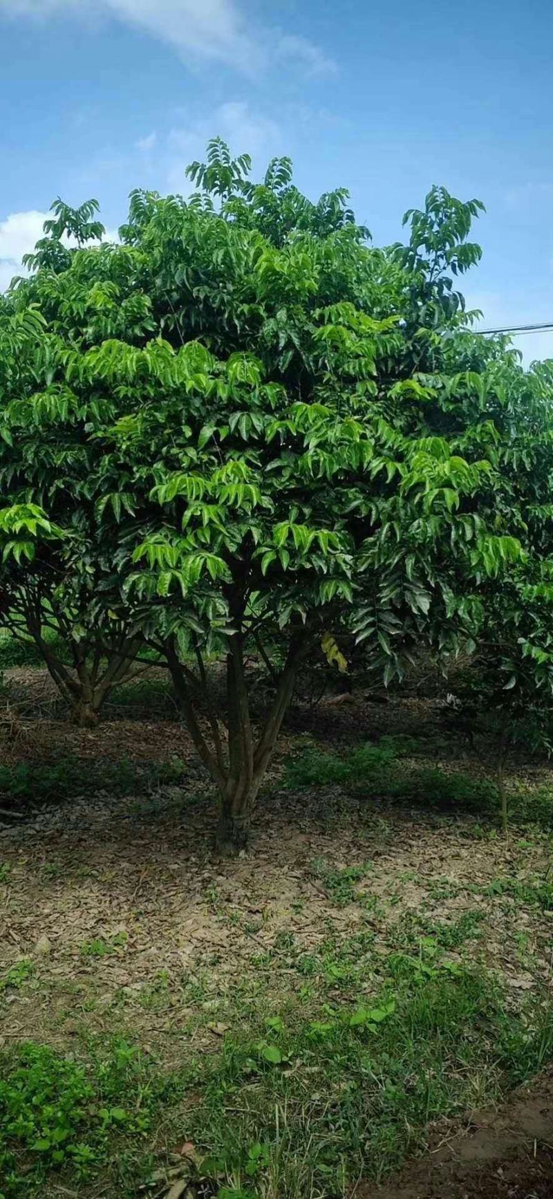 黄皮果树，绿化树冠幅三米，树冠球形，带土球包上车