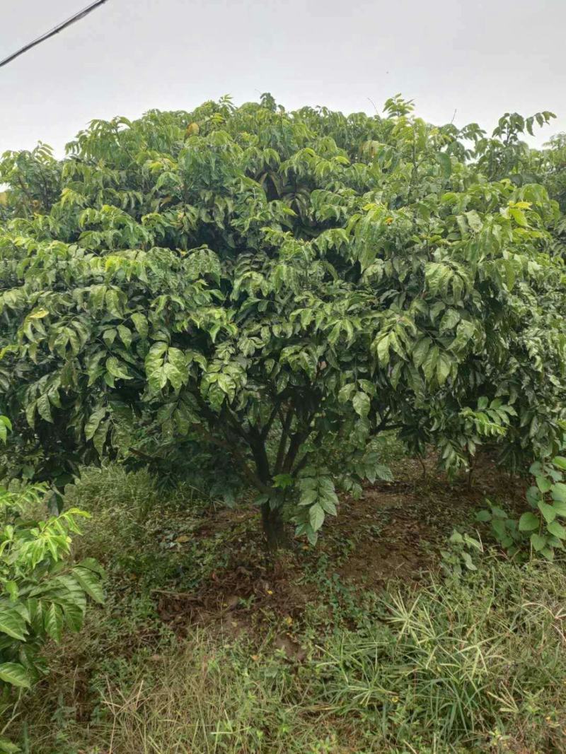 黄皮果树，绿化树冠幅三米，树冠球形，带土球包上车