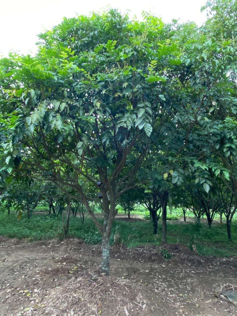黄皮果树，绿化树冠幅三米，树冠球形，带土球包上车