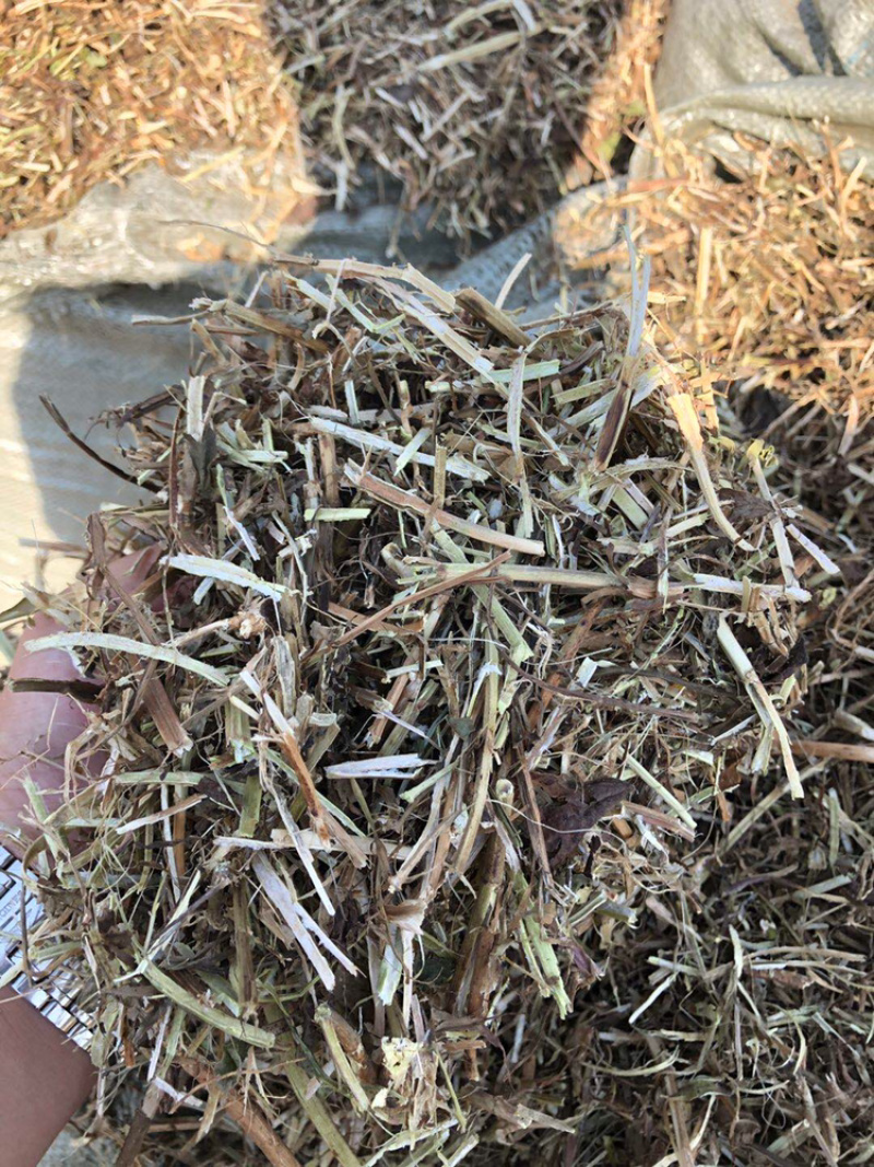 新鲜花生秧，保质保量
