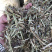 新鲜花生秧，保质保量
