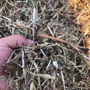新鲜花生秧，保质保量