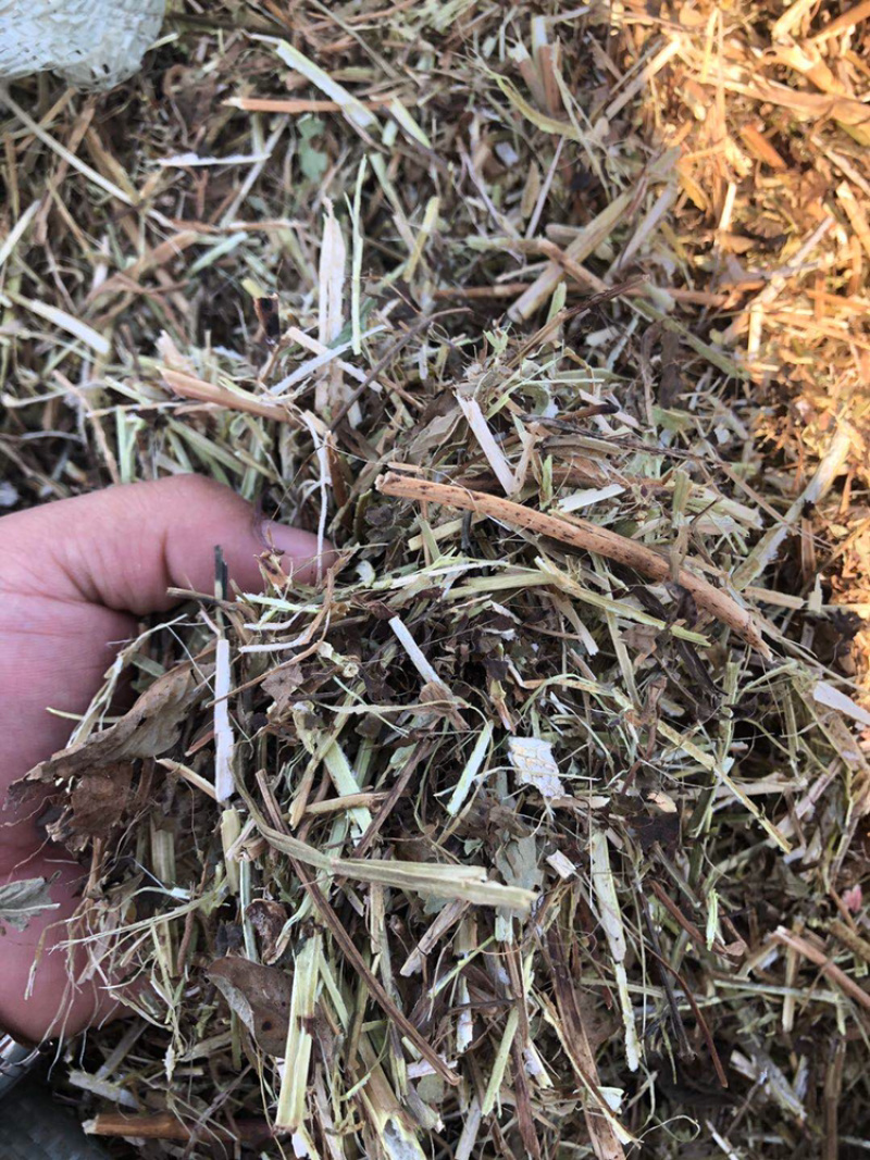 新鲜花生秧，保质保量