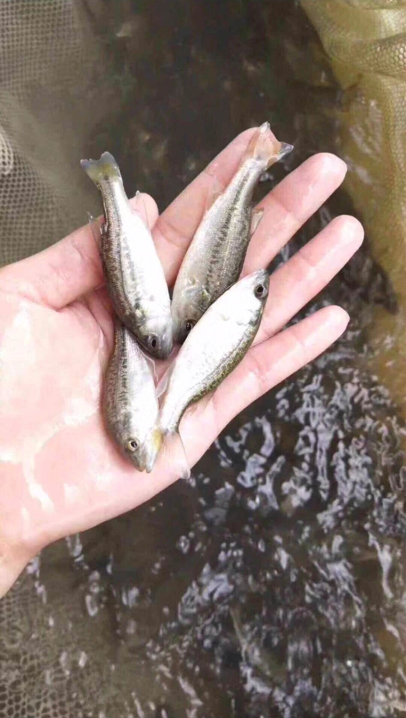 鲈鱼苗基地直供提供全程技术指导量大送货上门