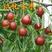冬枣树苗、沾化冬枣、和田大枣、产量高，好管理、