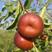 冬枣树苗、沾化冬枣、和田大枣、产量高，好管理、