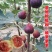 波姬红无花果苗，口感极甜，产量高，包成活包运费包对版