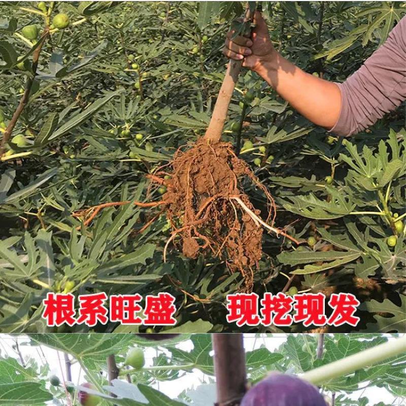 波姬红无花果苗，口感极甜，产量高，包成活包运费包对版