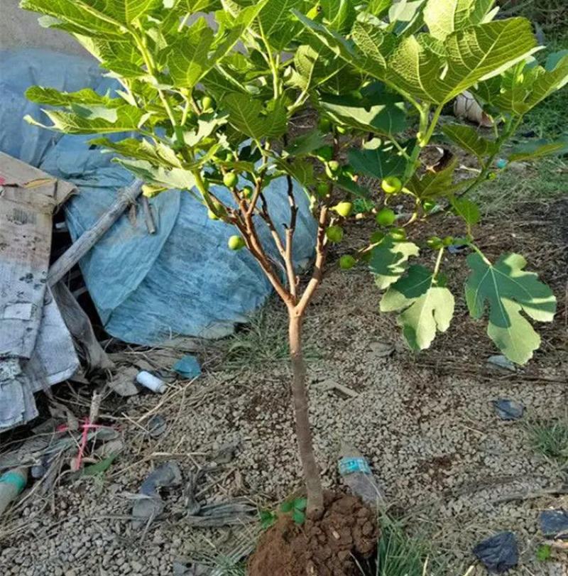 波姬红无花果苗，口感极甜，产量高，包成活包运费包对版