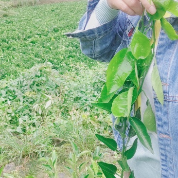明日见苗场地直供，欢迎订购